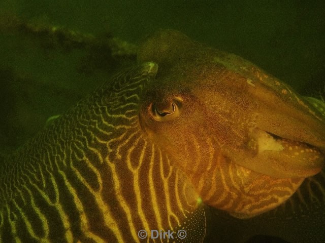 duiken diving Oosterschelde Zeelandbrug