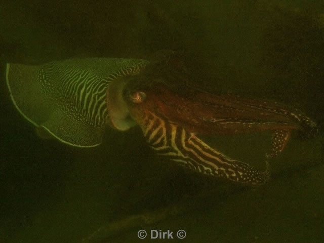 duiken diving Oosterschelde Zeelandbrug