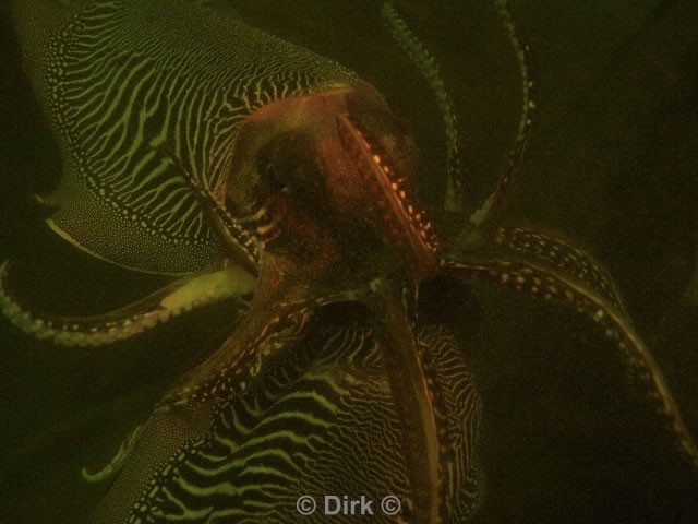 duiken diving Oosterschelde Zeelandbrug