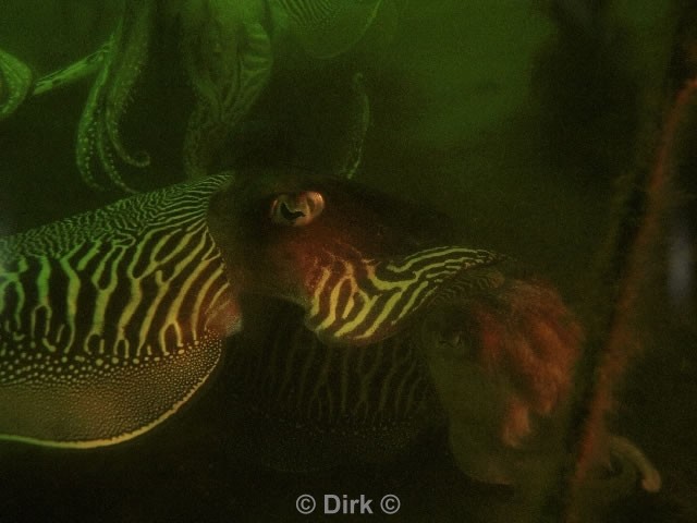 duiken diving Oosterschelde Zeelandbrug