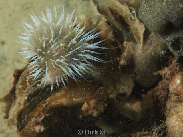 duiken diving Oosterschelde Zeelandbrug