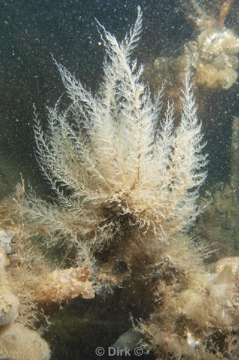 duiken diving Oosterschelde Zeelandbrug