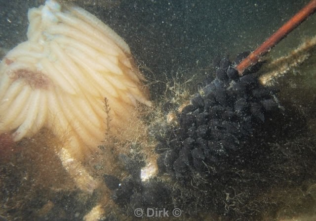 duiken diving Oosterschelde Zeelandbrug