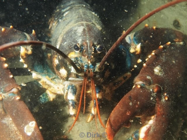 duiken diving Oosterschelde Zeelandbrug