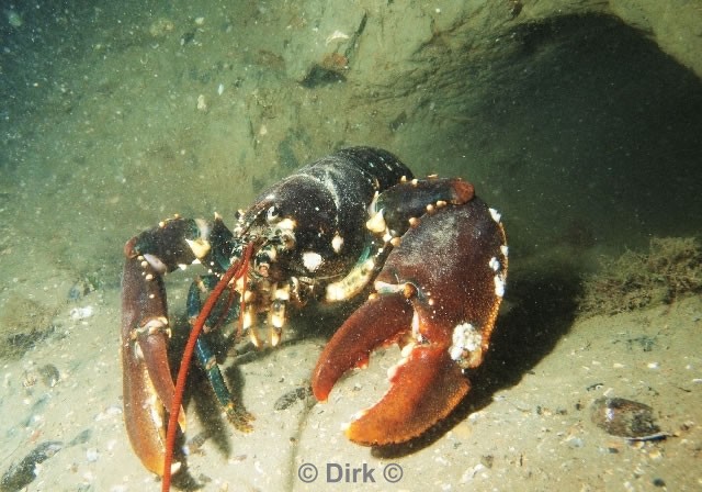 duiken diving Oosterschelde Zeelandbrug