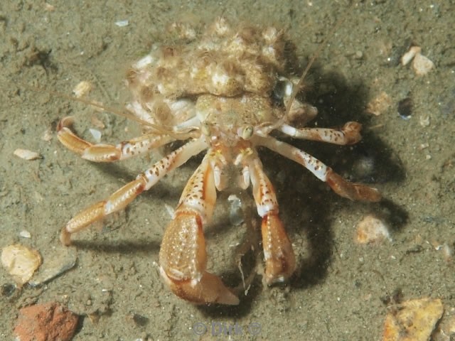 duiken diving Oosterschelde Zeelandbrug