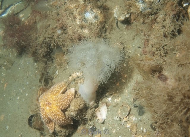 duiken diving Oosterschelde Zeelandbrug