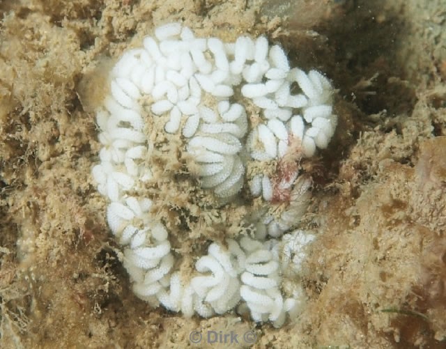 duiken diving Oosterschelde Zeelandbrug