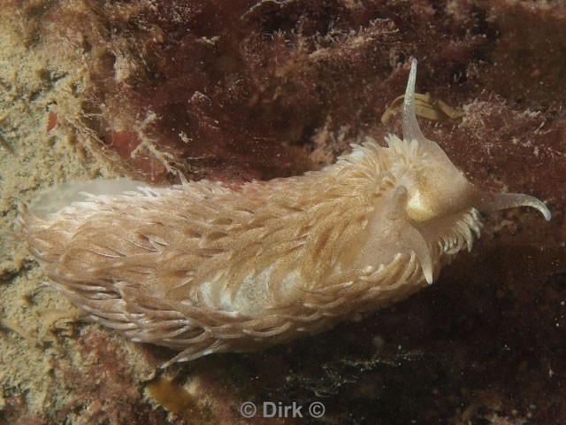 duiken diving Oosterschelde Zeelandbrug