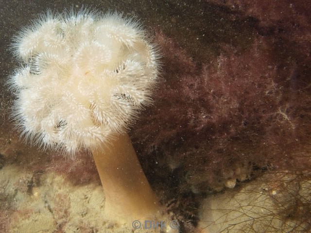 duiken diving Oosterschelde Zeelandbrug