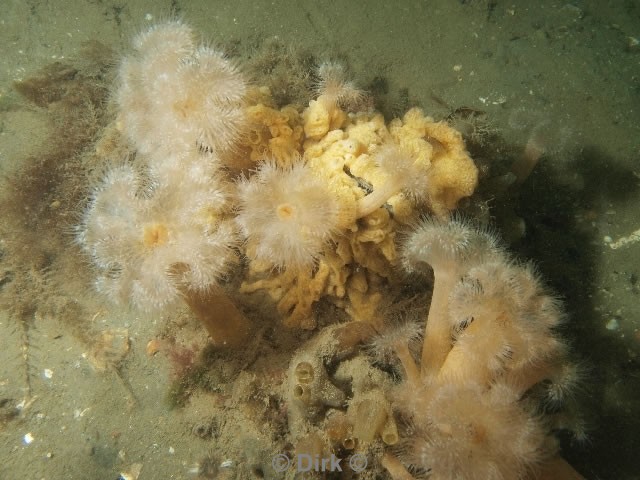 duiken diving Oosterschelde Zeelandbrug