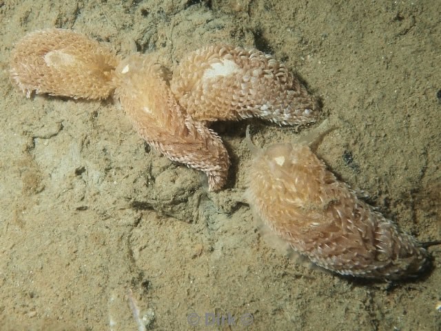 duiken diving Oosterschelde Zeelandbrug