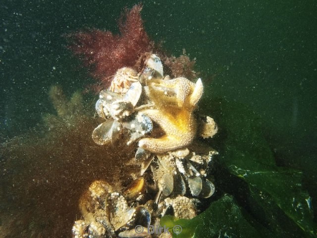 duiken diving Oosterschelde Zeelandbrug