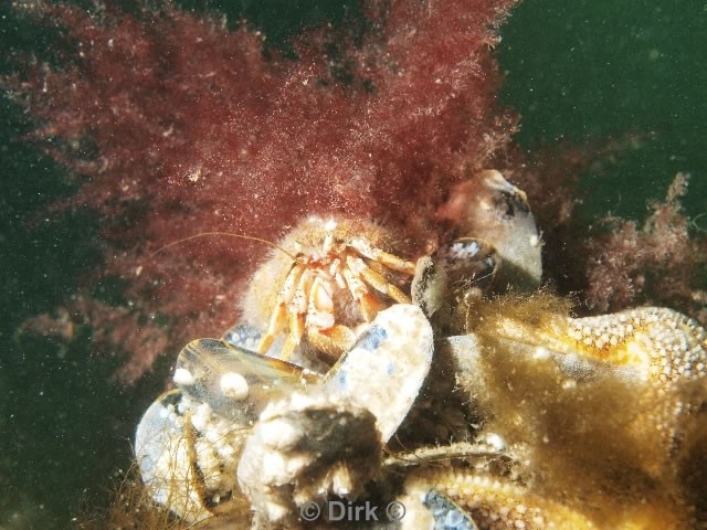 duiken diving Oosterschelde Zeelandbrug