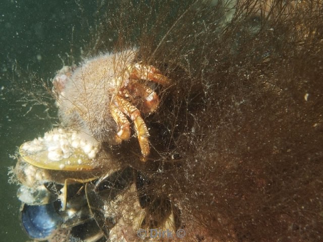 duiken diving Oosterschelde Zeelandbrug