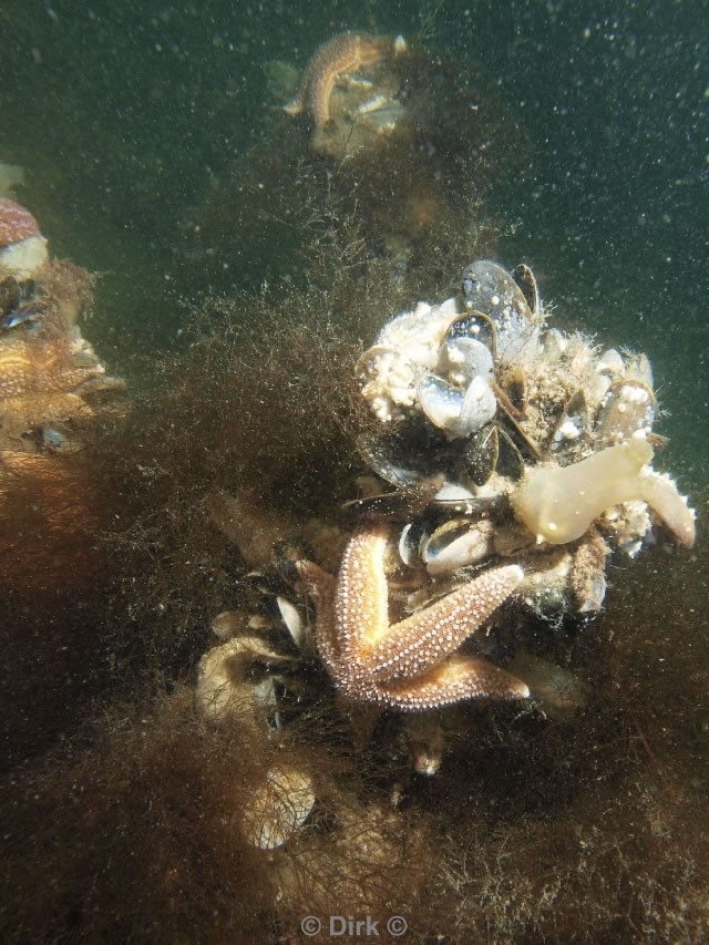 duiken diving Oosterschelde Zeelandbrug