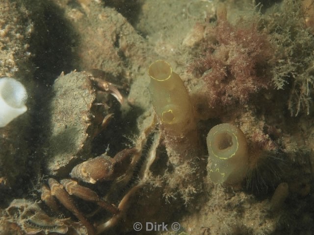 duiken diving Oosterschelde Zeelandbrug