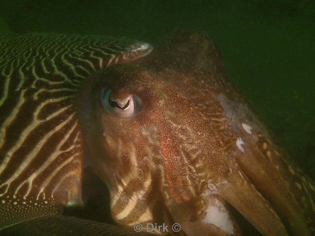 duiken diving Oosterschelde Zeelandbrug