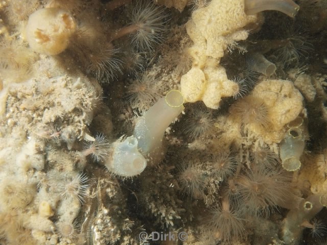 duiken diving Oosterschelde Zeelandbrug