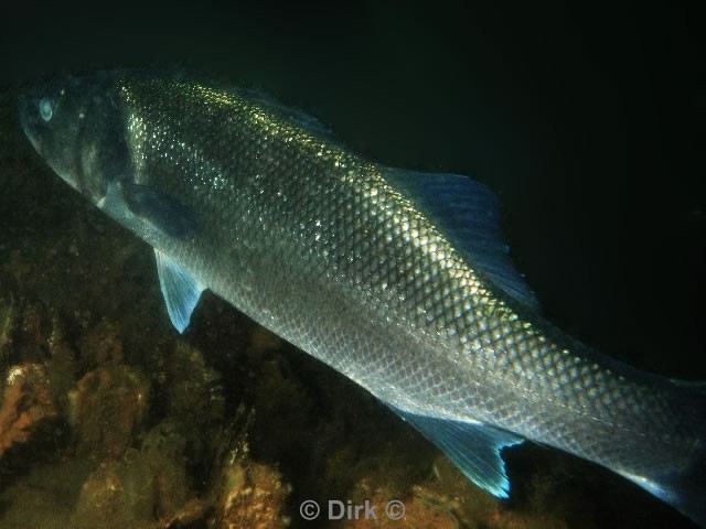 duiken diving Oosterschelde Zeelandbrug