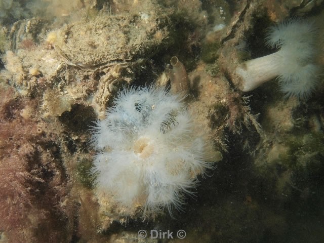 duiken diving Oosterschelde Zeelandbrug