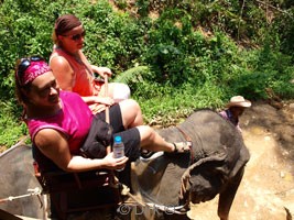 elephants driving thailand phuket