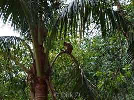 monkey thailand phuket